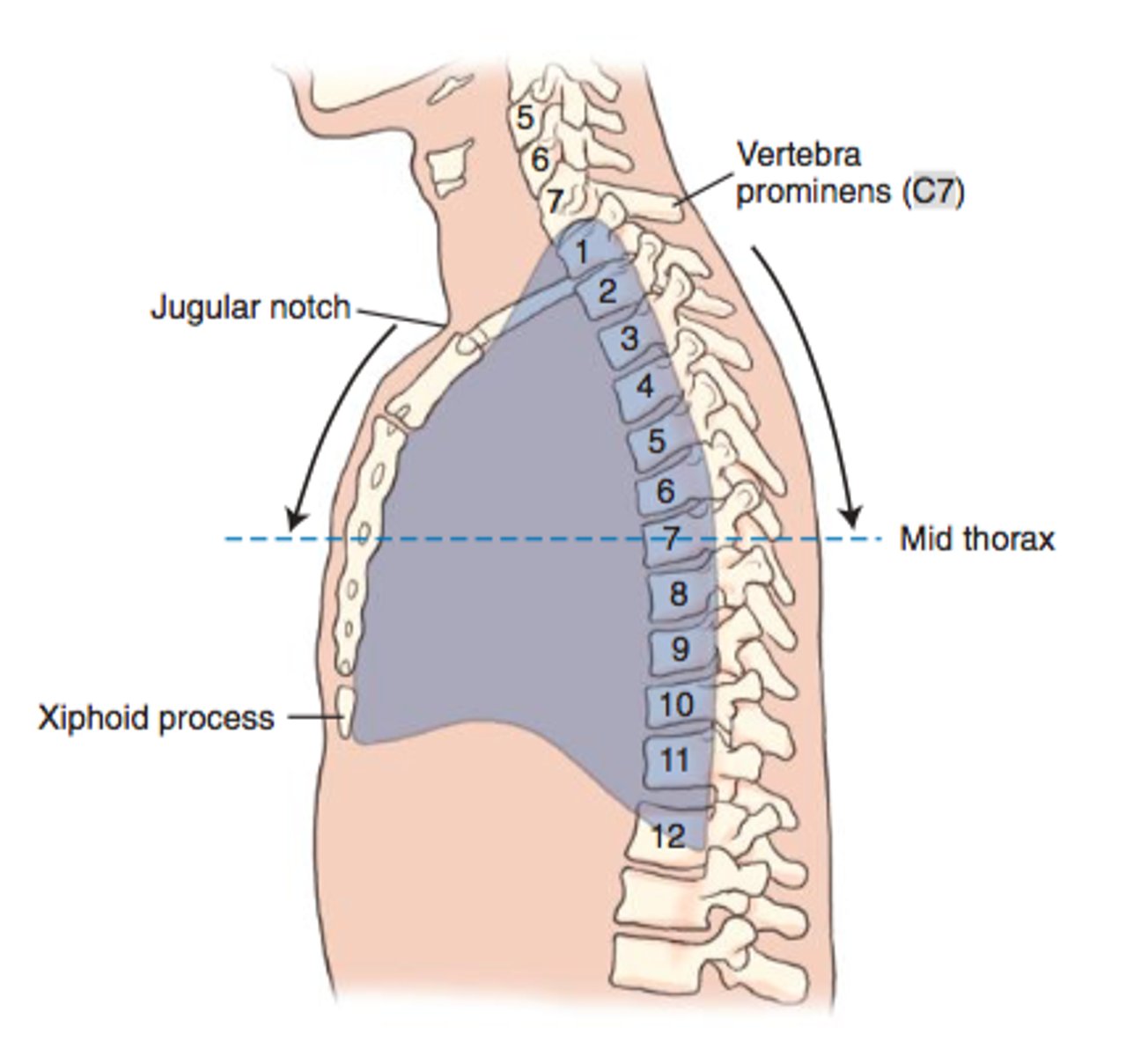 <p>The vertebra prominens, and the jugular notch.</p>