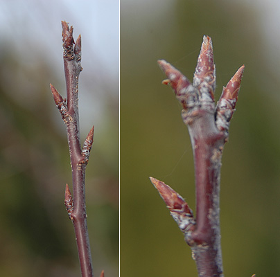 <p>Whose twig is this?</p>