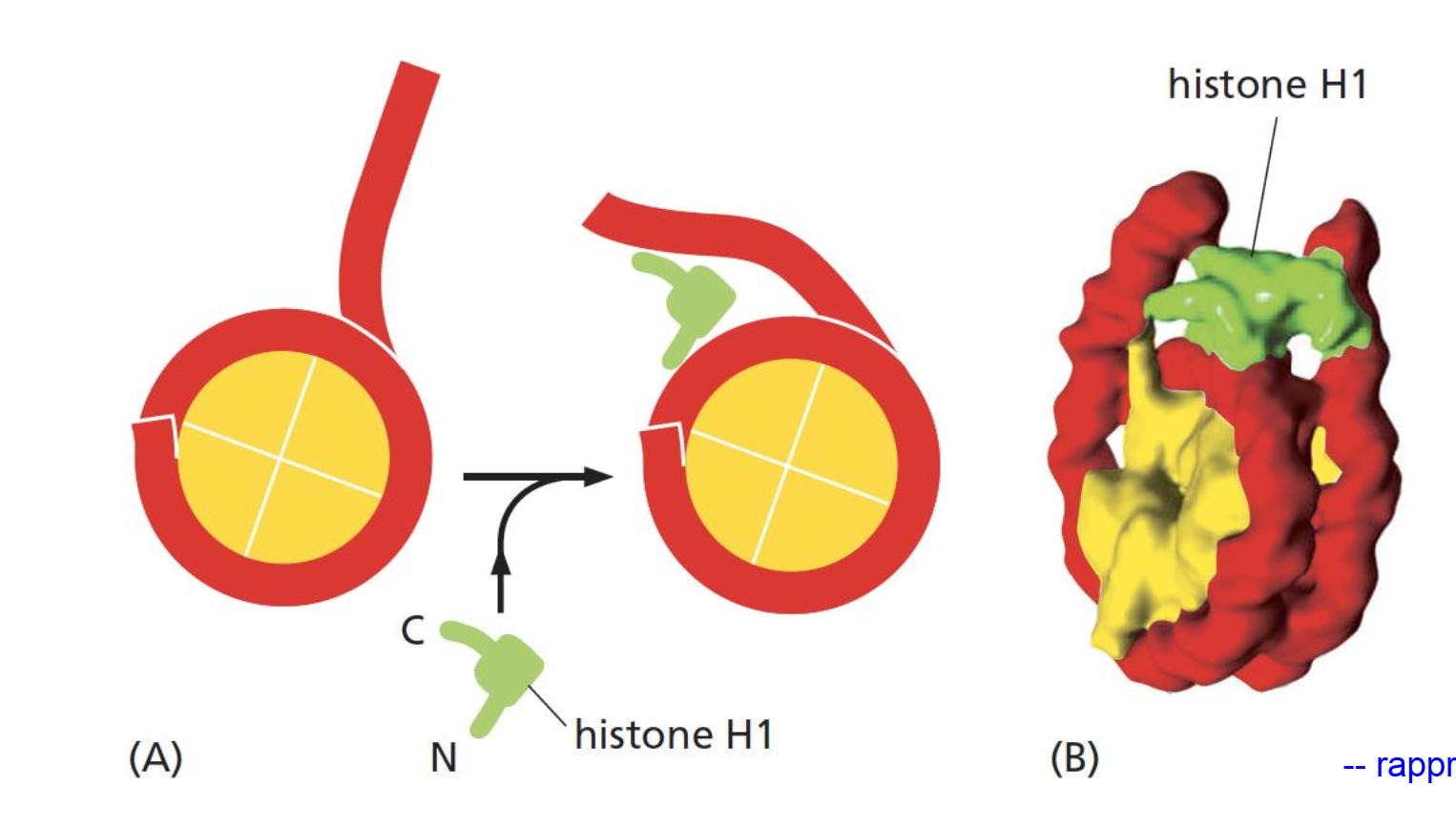<ul><li><p>participe à la compaction des nucléosomes</p></li><li><p>rassemble nucléosomes en fibres de 30nm, joue un role de histone de « liaison »</p></li><li><p>rapproche 2 bras d’ADN</p></li></ul><p></p>