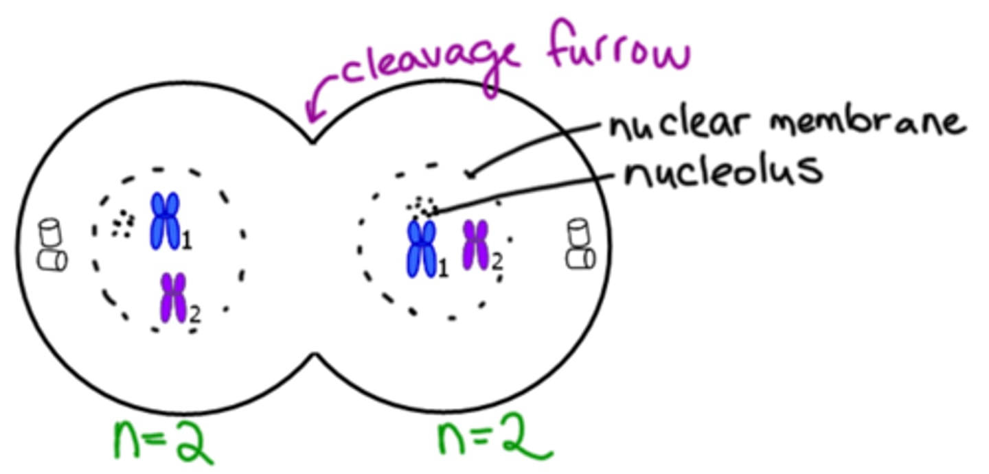 <p>Cleavage furrow. Replicated chromosomes reach the poles.</p>