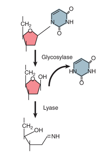 <p>BER: Lyases Open the Sugar Ring</p><p><span>•All BER systems will include a specific________.</span></p><p><span>•Some will also include a______that opens the sugar prior to its excision.</span></p>