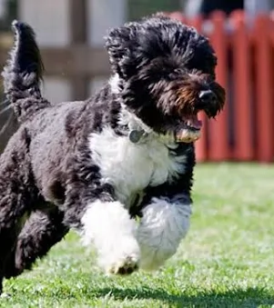 <p>( working group)</p>