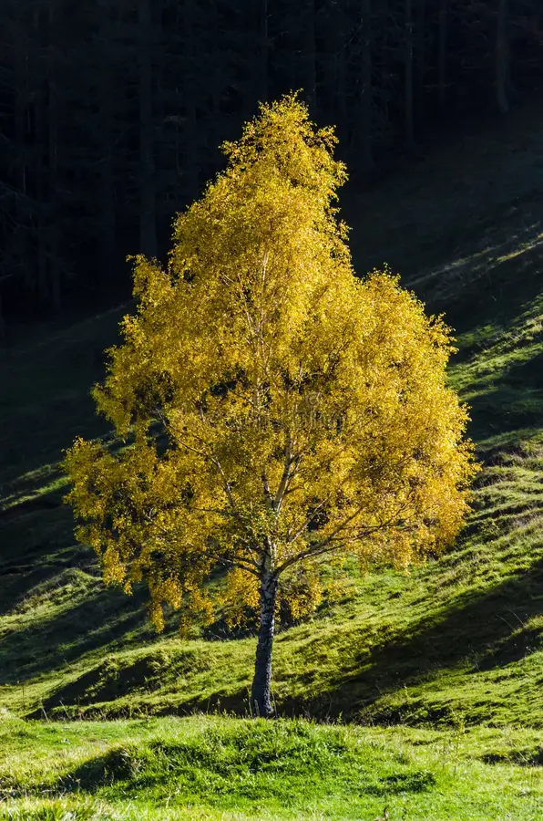 <p><em>Betula alleghaniensis</em></p>
