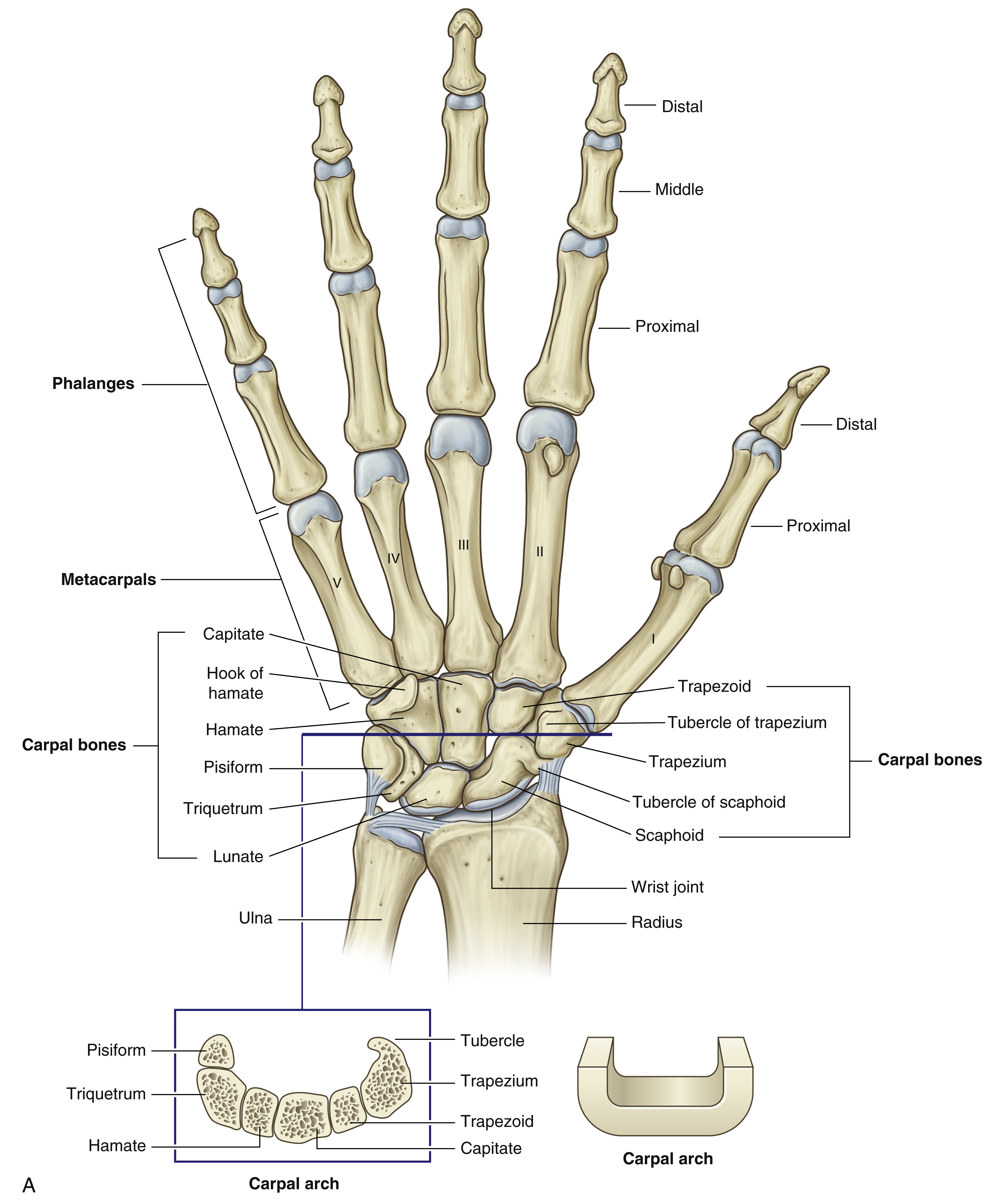 <p>The 4 bones closest to the wrist. Need to know the scaphoid and lunate</p>