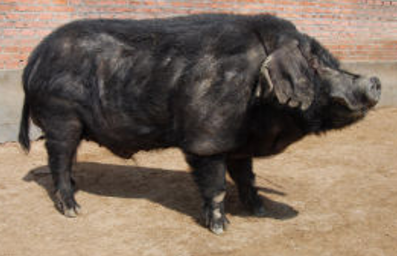 <ul><li><p>Other breed</p></li><li><p>Originated in <strong>China</strong></p></li><li><p><strong>Hairy</strong></p></li></ul><p></p>