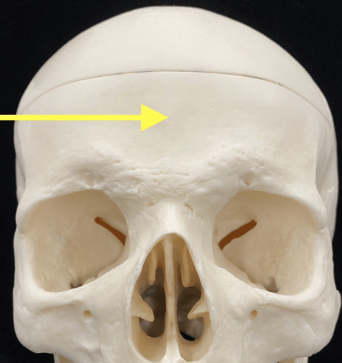 <p>name the bone </p>