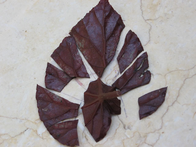 <p>whole leaf: split vein</p>