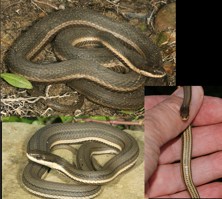 <p>smaller streams; Piedmont and mountains; keeled scales; 3 lines on dorsum; 2 lines on belly; gray with white/cream belly</p>