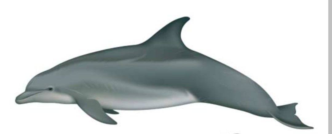 <p>Delphinidae family</p><p class="has-focus">Eat fish, crustaceans, and squid</p><p class="has-focus">gray body that lightens to white on the belly, a sickle-shaped dorsal fin, and a short snout</p>