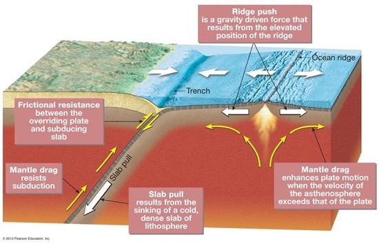 <p>What drives the plates?</p><p>Current working</p><p><span>     o&nbsp;&nbsp; </span>Hypothesis: convective cells in the asthenosphere</p><p><span>               §&nbsp; </span>Hot fluid materials rise at diverging boundaries</p><p><span>               §&nbsp; </span>Some escapes to form a new crust</p><p><span>               §&nbsp; </span>The remainder spreads beneath the lithosphere, dragging overlaying plates with it</p><p><span>               §&nbsp; </span>Convection</p>