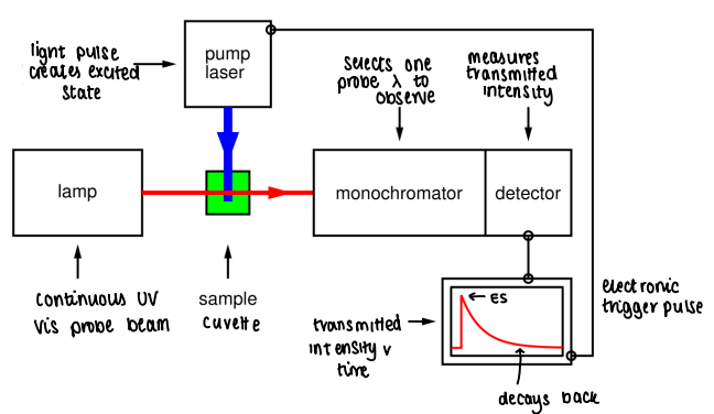 <ol><li><p>A light pulse creates an excited state in the cuvette.</p></li><li><p>A lamp shines a continues UV-Vis probe beam through the cuvette.</p></li><li><p>The beam passes through the monochromator, which selects a probe wavelength to observe.</p></li><li><p>The detector measures the transmitted intensity.</p></li><li><p>A transmitted intensity v time graph is created.</p></li><li><p>The data shows when the excited state forms, and how long it takes to decay back.</p></li></ol><p></p>