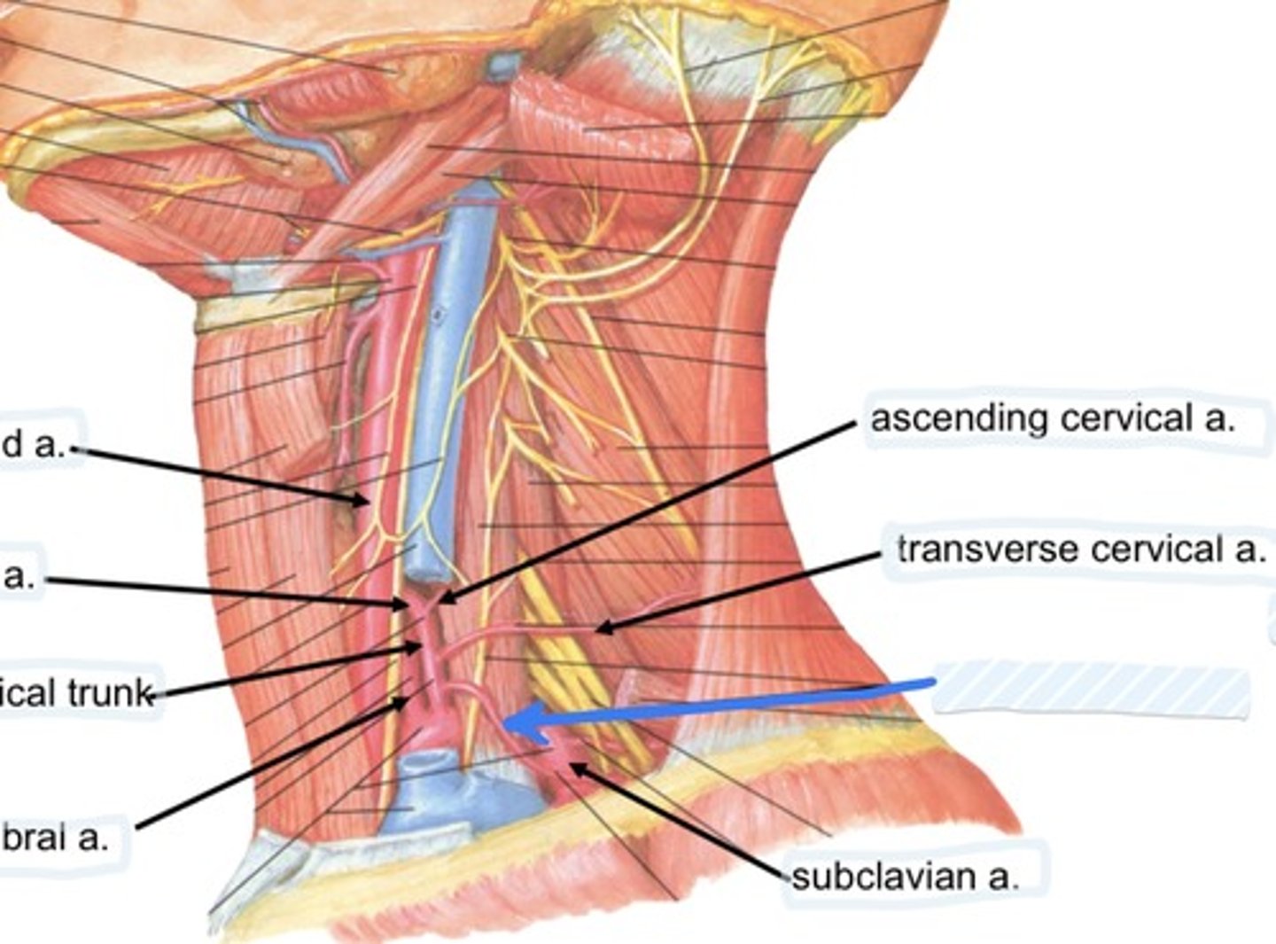 knowt flashcard image