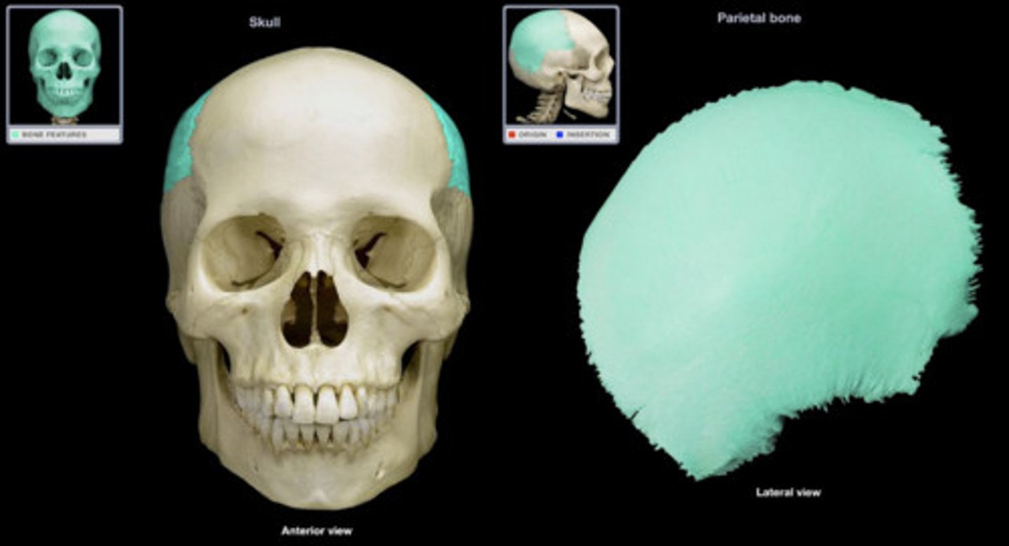 <p>Cranial Bones (Know left/right)</p>