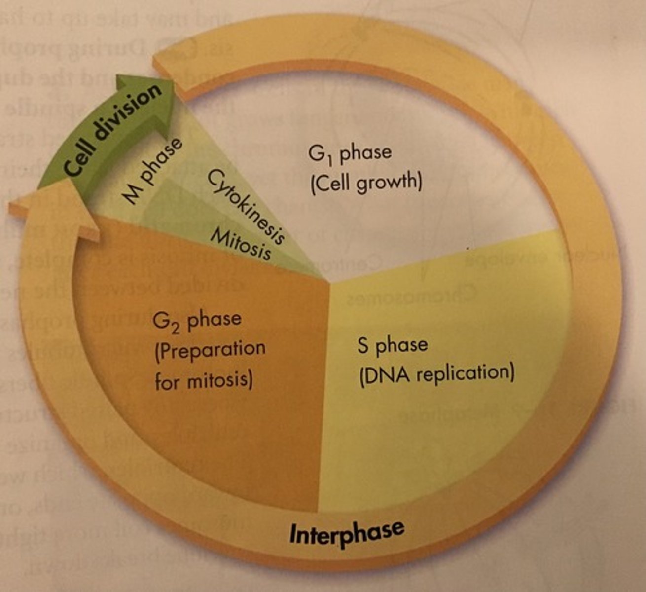 <p>G1, S, G2</p>