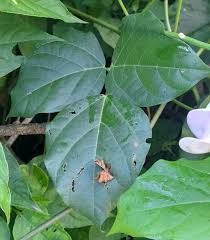 <p>pinnately trifoliate, climbs by twining around support, 3-5” leaves, 6-7” bean-like pods</p>