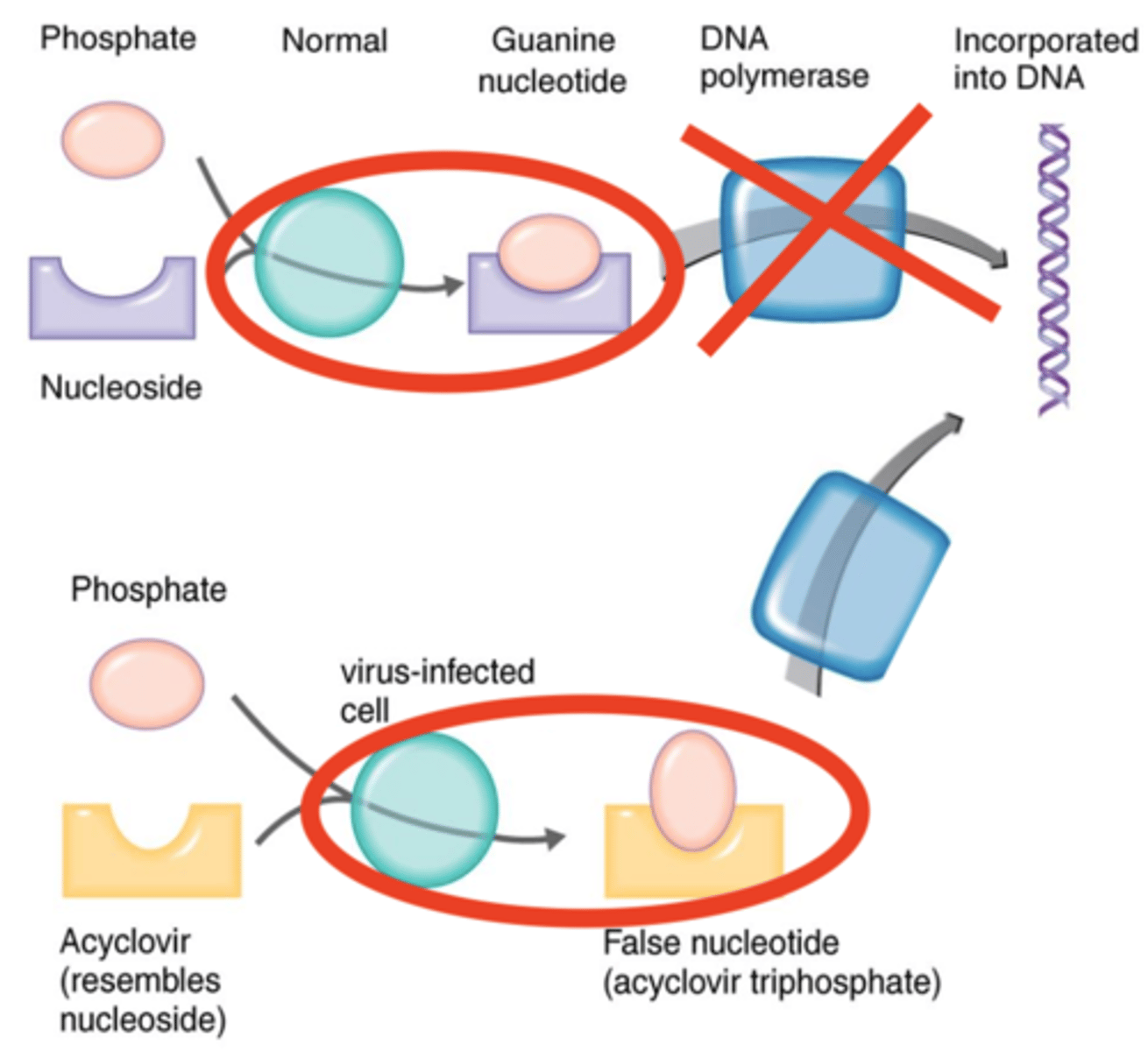 <p><strong>Nucleoside Analogs</strong></p><p></p><p>Once thymidine kinase phosphorylates and incorporates acyclovir into DNA, DNA polymerase will not be able to attach because acyclovir has no what?</p>