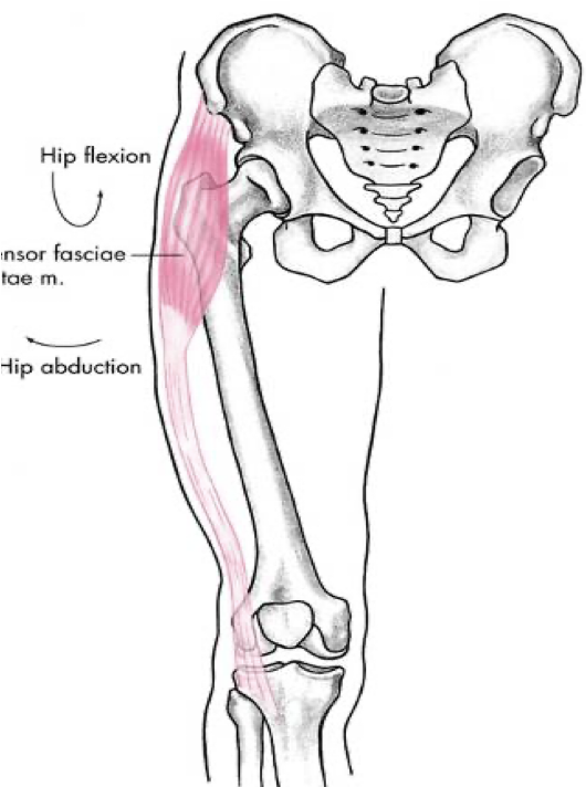 <p>anterior compartment</p>