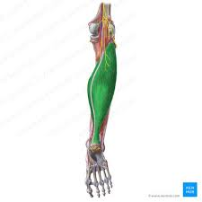 <p>What muscle is this? What action does this muscle perform?</p>