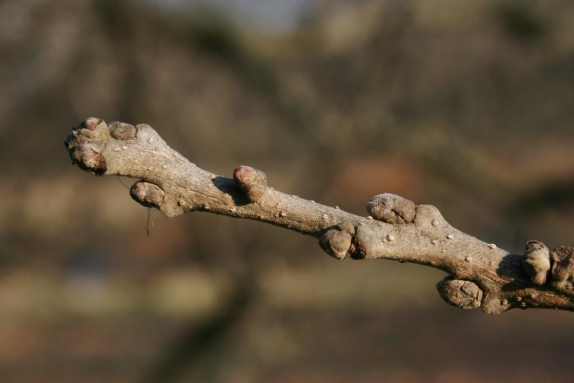 <p></p><p>Common name: Bur oak</p><p></p><p>Genus: Quercus</p><p></p><p>Species: macrocarpa</p><p></p><p>Family: Fagaceae</p>