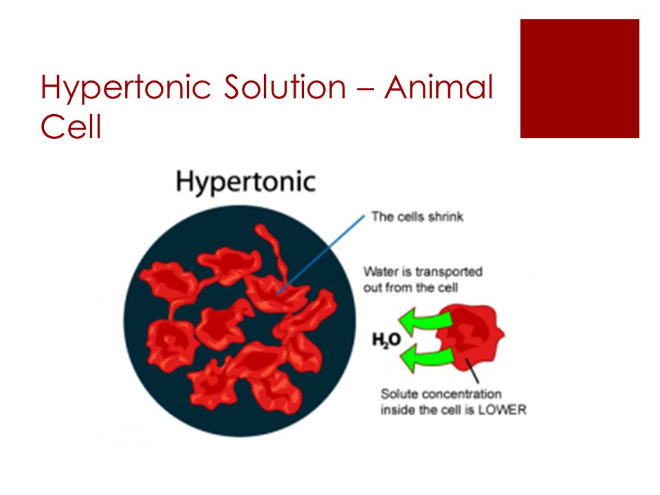 <p>the solution with the higher solute concentration (salt=solute) (in→out)-causes osmosis</p>