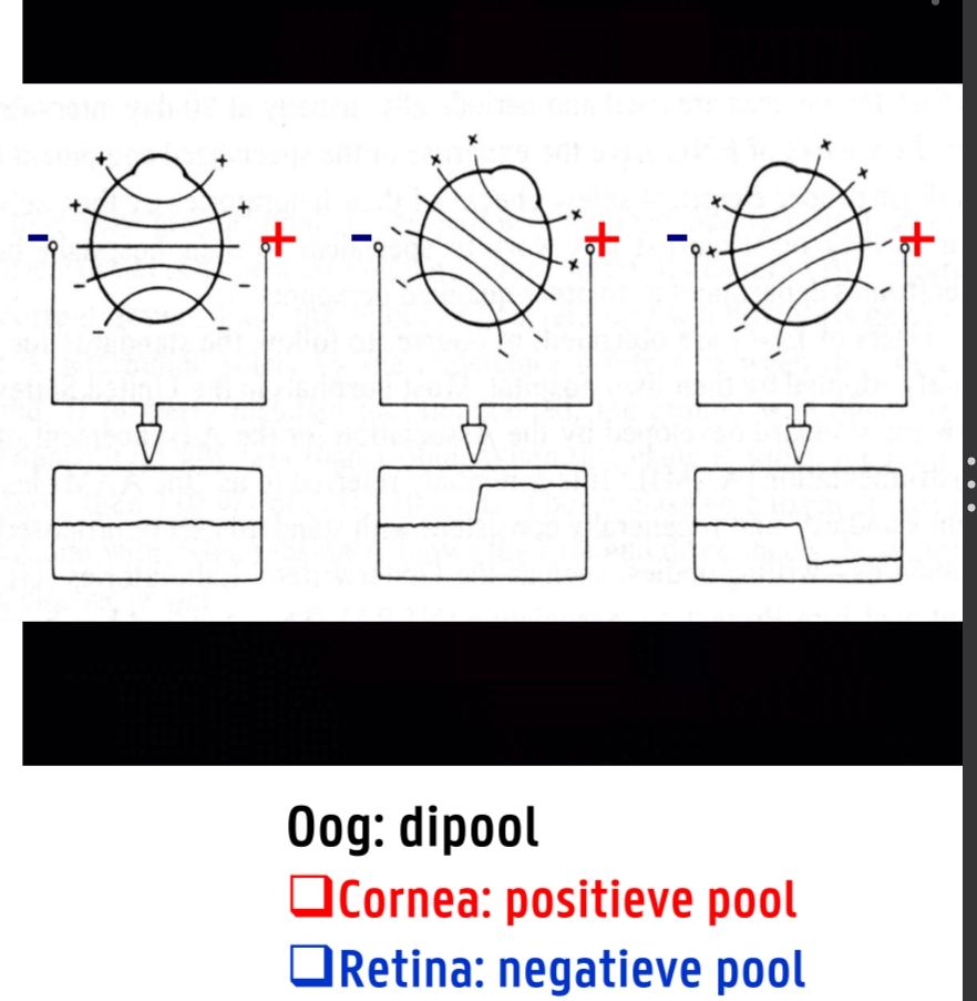 <ul><li><p>Objectieve meting van oogbewegingen door <br>veranderingen in corneo-retinale potentiaal (CRP) <br>teregistreren</p></li><li><p>Huidelektrodes</p></li><li><p> ENG moet uitgevoerd worden in volledige duisternis</p></li><li><p>Oog: dipool → cornea retina potentiaal</p></li><li><p>CRP is lichtgevoelig (fotoreceptoren retina)</p><ul><li><p>̶ Licht: CRP  is hoger</p></li><li><p>Donker: CRP lager → maar zal traag dalen</p></li></ul></li><li><p>DUS Belangrijk patiënt aan de duisternis te laten <br>wennen (5 min)</p></li></ul><p>signaal omhoog → oog beweging naar boven of naar rects</p><p>Signaal omlaag → oogbeweging naar beneden of naar links</p><ul><li><p>Waarom? zie foto (nr links zit positieve deel oog tegen negatieve elektrode)</p></li></ul><p></p>