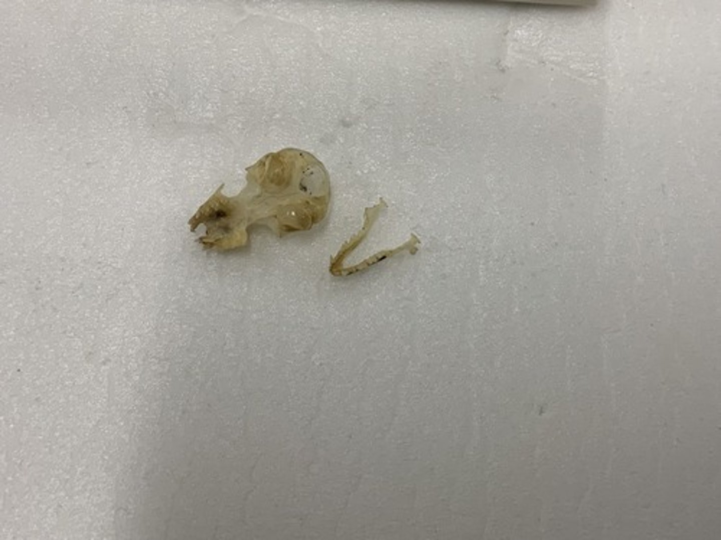 <p>Genus, species</p><p>-no nasolachrimal depression</p><p>-split palate</p><p>-5/6 cheek teeth</p>