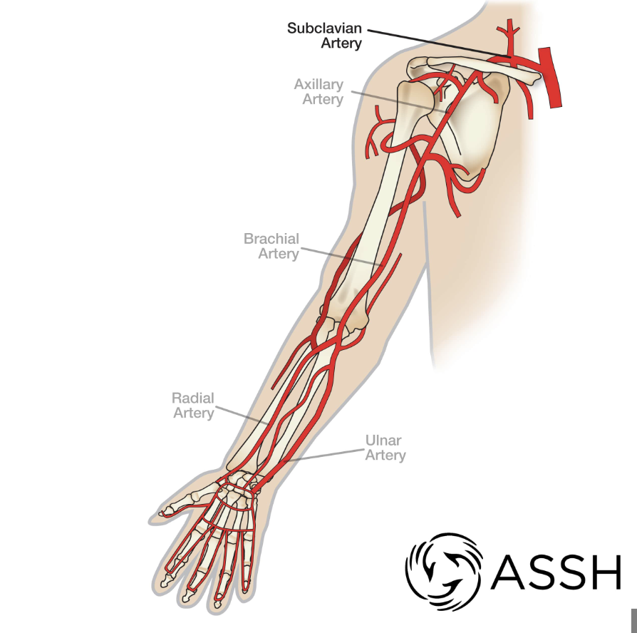 <p>wrist artery</p>