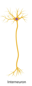 <p>Neuron located entirely within the CNS</p>