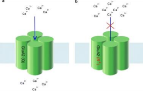 <p><strong>RNA editing</strong> at the GluA2 Q/R site reduces <strong>Ca2+ permeability</strong> of the channel. Unedited receptors have increased Ca2+ permeability.</p>