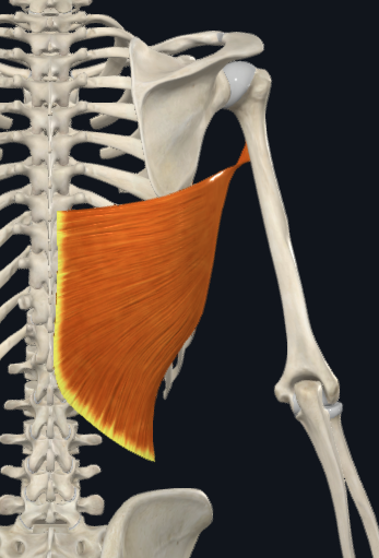 <p>Latissimus dorsi</p>