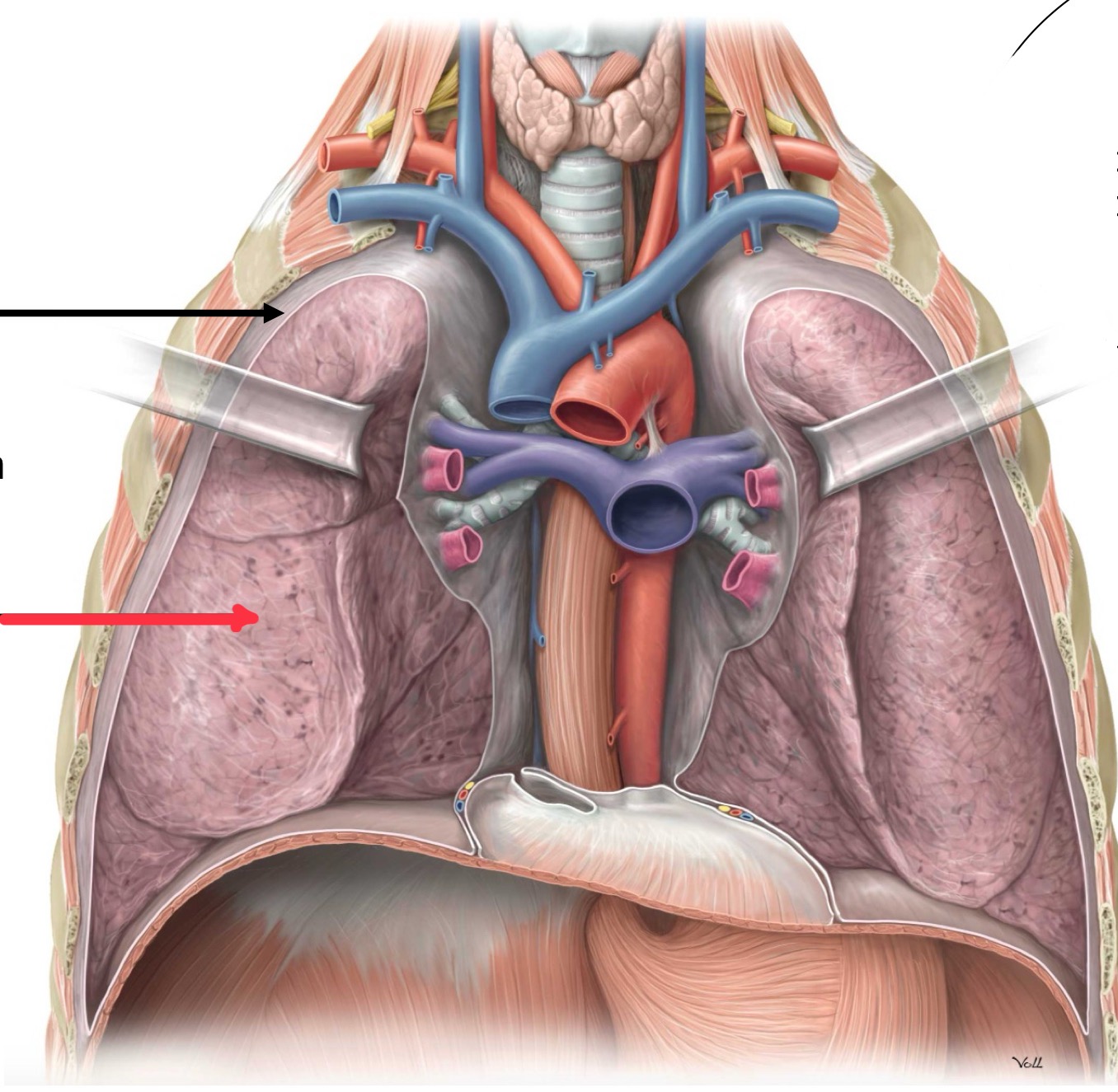 <p>What structure is identified by the black line? (general structure)</p>
