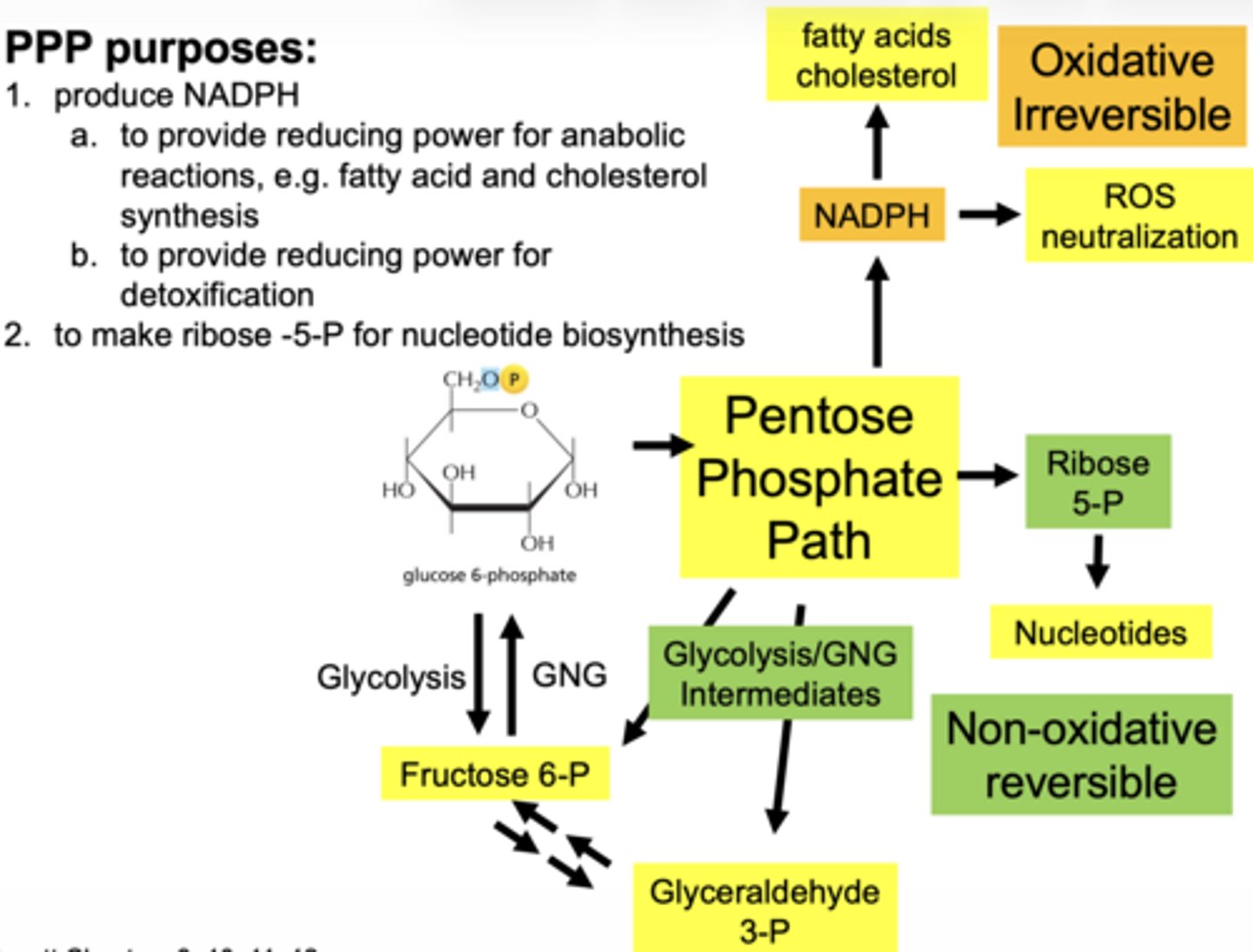 <p>oxidative:</p><p>- NADPH produced</p><p>- irreversible</p><p>- function = NADPH + ribose</p><p>non-oxidative:</p><p>- NADPH not produced</p><p>- reversible</p><p>- function = carbon shuffling</p>