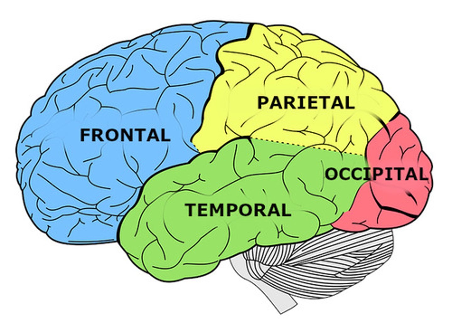 <p>Frontal, parietal, occipital y temporal</p>