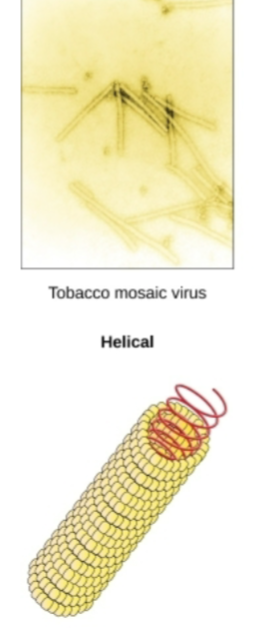 <p>Type of Capsid shape this Virus exhibits? </p>