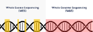 <ul><li><p>WGS bepaalt het gehele DNA (exonen, intronen en niet-coderende stukken), terwijl WES alleen de exonen (coderende delen) bepaalt.</p></li></ul><ul><li><p>WES is dus dan preciezer door alleen de exonen te bepalen</p></li><li><p>WES wordt vooral ingezet bij het opsporen van erfelijke aandoeningen, omdat WES zich richt op de exonen waar de meeste eiwitten worden gecodeerd. Dus daar ligt de oorzaak van de genetische aandoeningen.</p></li><li><p>WES is ook nog goedkoper</p></li></ul><p></p>