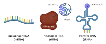 <p>Messenger RNA (mRNA), transfer RNA (tRNA), and ribosomal RNA (rRNA).</p>