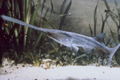 <p>Paddlefish; long paddle-shaped rostrum and nearly scaleless body; filter-feeds on plankton</p>