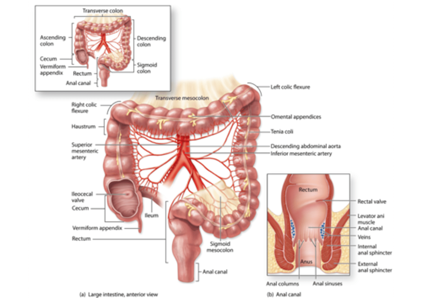 <p>- in the rectum, the 3 teniae coli merge to form the continuous longitudinal muscular layer</p><p>(in the image, the less bumpy part)</p>