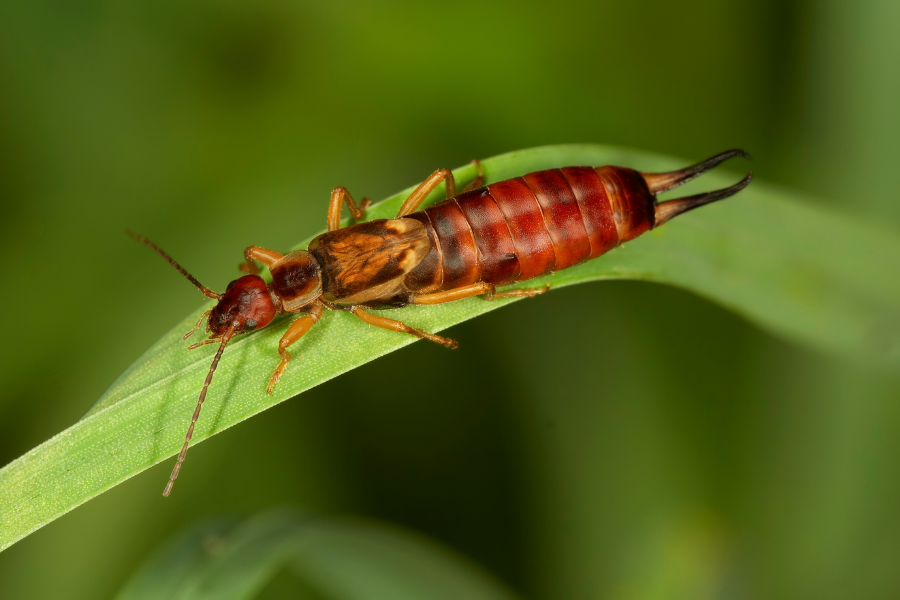 <p>Earwigs</p>