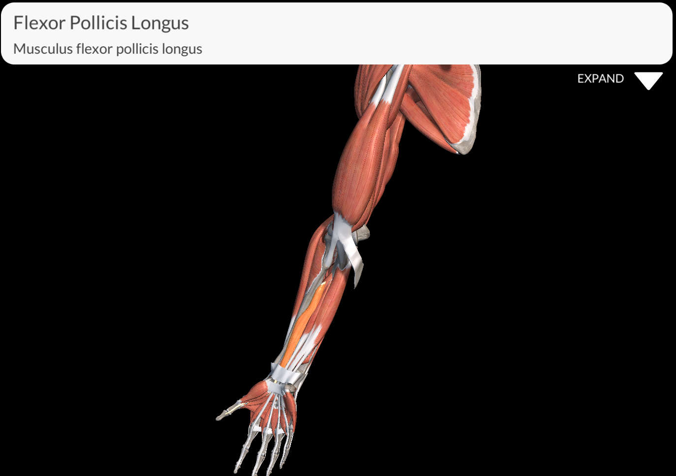 <p>Flexor Pollicis Longus</p>