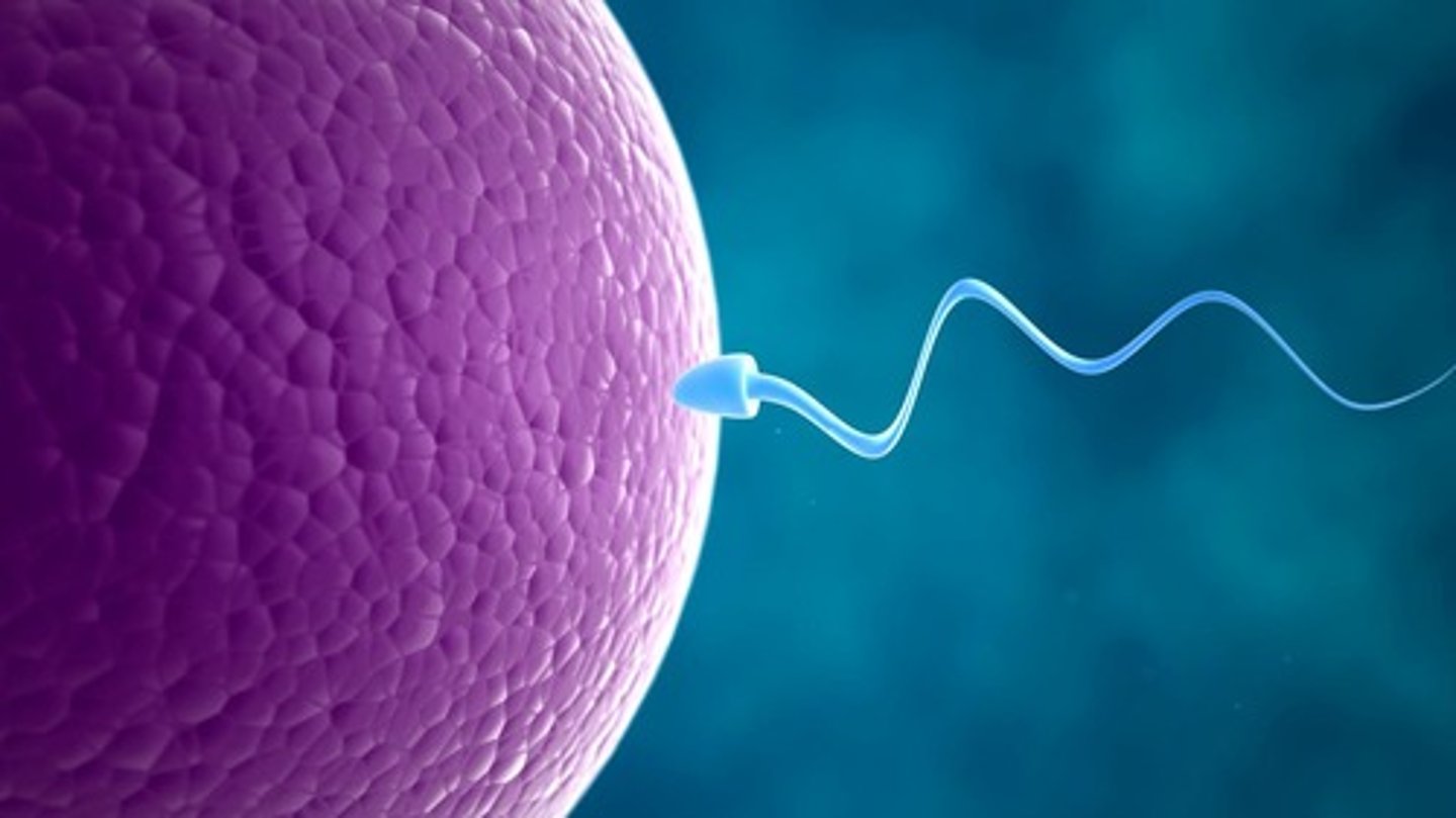 <p>Haploid (1n) germ cells created by meiosis; each parent contributes one gamete to an offspring.</p>