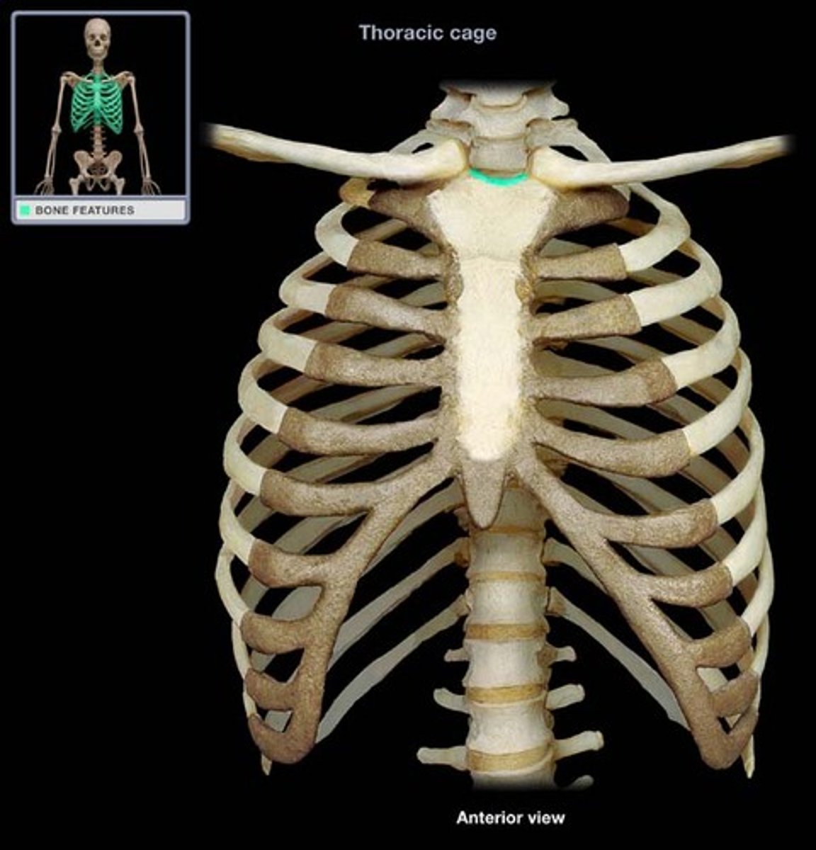 <p>important anatomical landmark located in the superior portion of the manubrium</p>