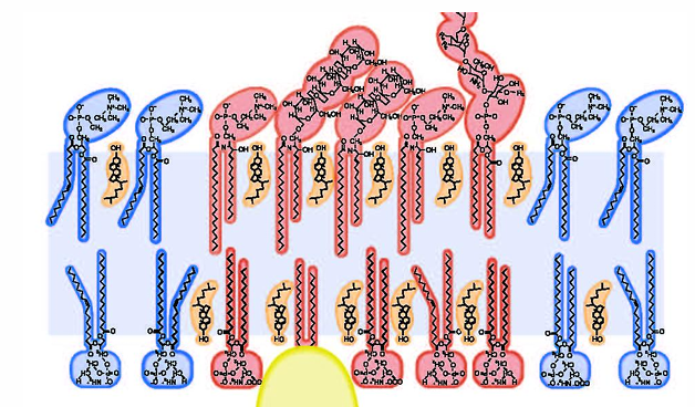 <p>Non-polar portion = inside the membrane</p><p>OH - associates with polar head group of other lipids</p>