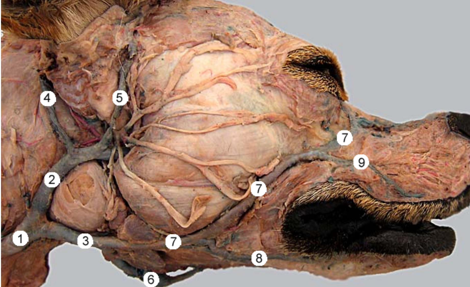 <p>label 1, 2, 3</p>