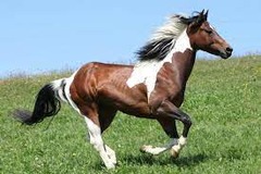 What horse breed?