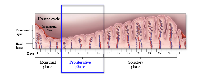 <p>Endometrial lining develops and grows, endometrial layer grows and glands enlarge. Smooth muscle layer thickens and cervical glands secrete a thin mucus</p>