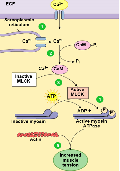 <ol><li><p>Increase conc. of intracellular Ca2+</p></li><li><p>Ca2+ binds calmodulin</p></li><li><p>Ca2+-calmodulin activates myosin light chain kinase (MLCK)</p></li><li><p>MLCK phosphorylates myosin light chains</p></li><li><p>myosin ATPase activity increases</p></li><li><p>muscle tension increases</p></li></ol>
