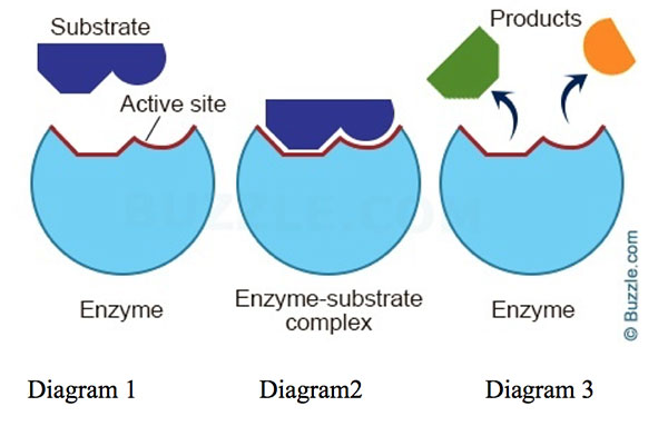 <p><span><span>a </span></span>temporary structure formed when a specific substrate molecule binds to an enzyme's active site</p>