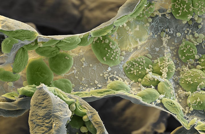 <p>A membrane-bounded structure that has a specific function within a cell.</p>