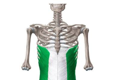 <p>Lateral flexion and rotation of trunk </p>